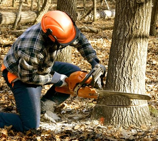 Tree Removal in Swanton, VT